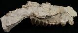 Oreodont (Merycoidodon) Partial Skull - Nebraska #10750-1